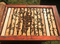 Sicht in ein Bienenvolk