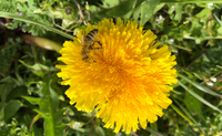 Eine unserer Bienen auf einer L&ouml;wenzahnblume