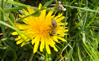 Eine unserer Bienen auf einer L&ouml;wenzahnblume