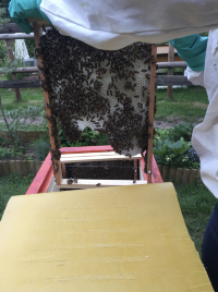 Das Wachstuch liegt auf und kann an einer Seite hochgenommen werden. In diesem Beispiel auf der rechten Seite. Die Bienen auf der linken Seite bekommen den Eingriff gar nicht mit.
